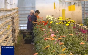 В оренбургских теплицах цветут цветы и растут огурцы