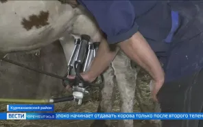 О развитии молочного и мясного КРС и доярах в Курманаевском районе