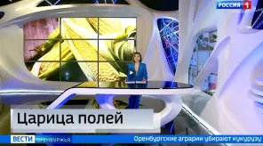 УБОРКА КУКУРУЗЫ ПОЛНЫМ ХОДОМ ИДЕТ В СОРОЧИНСКОМ ОКРУГЕ