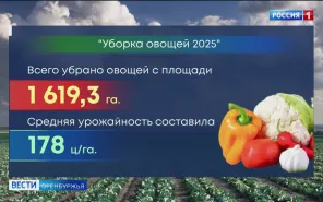 В Оренбуржье в разгаре уборка овощей