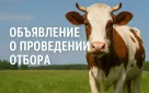 Объявление о проведении отбора на поддержание доходности сельскохозяйственных товаропроизводителей в молочном скотоводстве в 2025 году