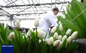 В теплицах Оренбуржья тюльпаны готовы к срезке